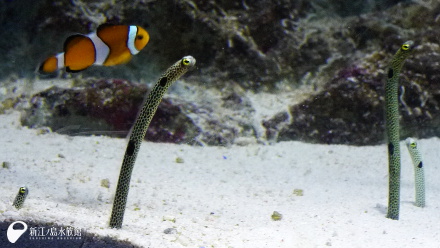 14 12 13 穴からにょきにょきチンアナゴ 新江ノ島水族館