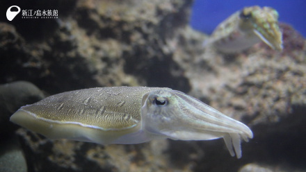14 12 29 コウイカの季節が始まりました 新江ノ島水族館