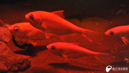 15 02 11 キンメダイがやって来た えのすいトリーター日誌 新江ノ島水族館