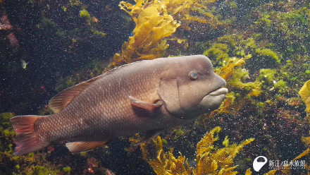 コブダイ復活 えのすいトリーター日誌 新江ノ島水族館