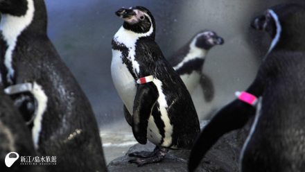 フンボルトペンギン「ハク」