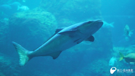 15 06 11 もっともっと大きくな れ 新江ノ島水族館