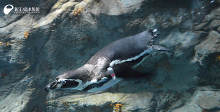 フンボルトペンギン「サン」