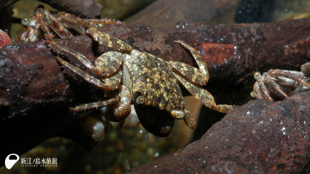 15 08 01 ちょっとマニアックな自由研究 えのすいトリーター日誌 新江ノ島水族館