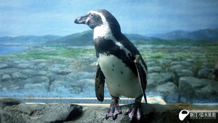 フンボルトペンギン「メロディー」