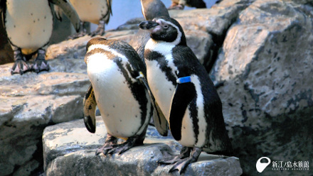 フンボルトペンギン「グー」