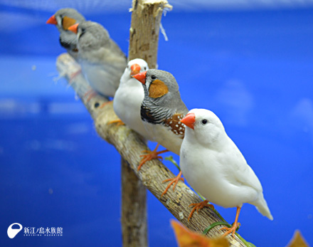 キンカチョウの仲間たち