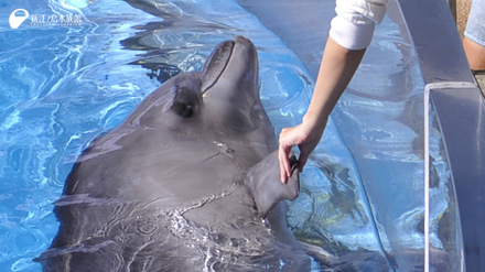 15 11 28 海獣類について詳しくなろう Part5 えのすいトリーター日誌 新江ノ島水族館