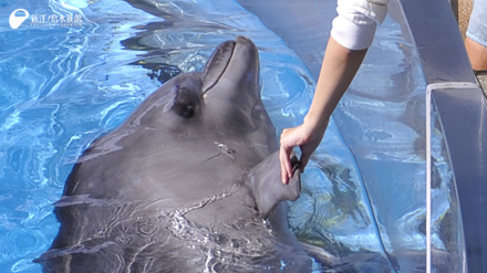 15 11 28 海獣類について詳しくなろう Part5 新江ノ島水族館