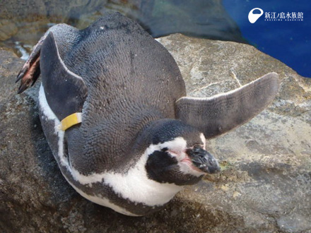 フンボルトペンギン「チョキ」