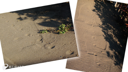 ウミガメの浜辺の足跡