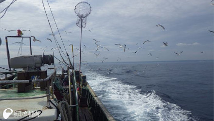 底曳のおこぼれをもらおうと海鳥たちが群がってきます。