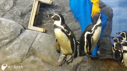 フンボルトペンギン「ムーン」
