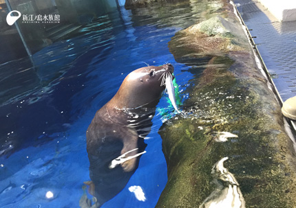 サンマを食べる「ワカ」