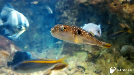 16 09 27 クサフグの秘密 新江ノ島水族館