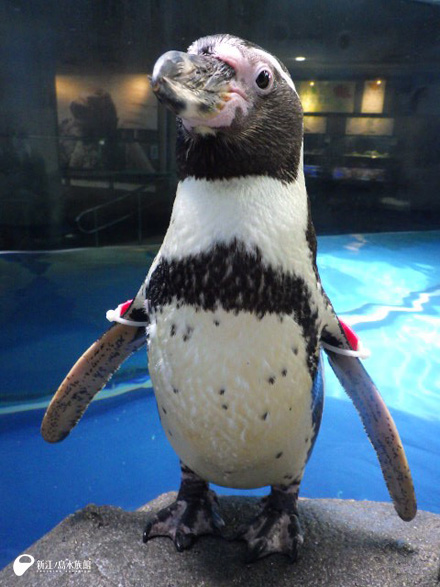 フンボルトペンギン「ルビー」