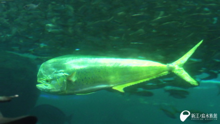 16 12 09 シイラ再び 新江ノ島水族館