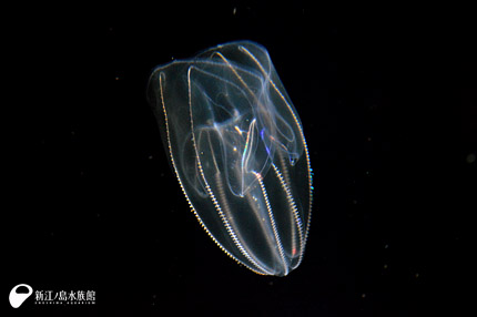 16 12 11 ひかるくらげ 新江ノ島水族館