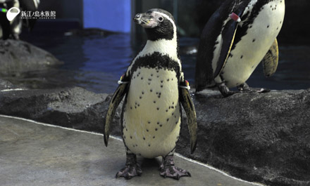 17 01 08 新成鳥 フンボルトペンギンのセサミ 新江ノ島水族館