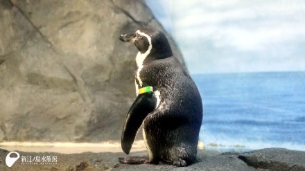 17 04 16 ペンギン界の大御所 新江ノ島水族館