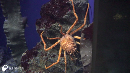 17 05 05 今週のおすすめ 新江ノ島水族館