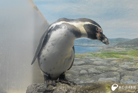 アクアワールド大洗水族館生まれのフンボルトペンギン