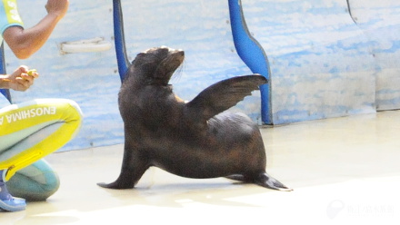 17 09 04 オットセイはアシカの仲間 新江ノ島水族館