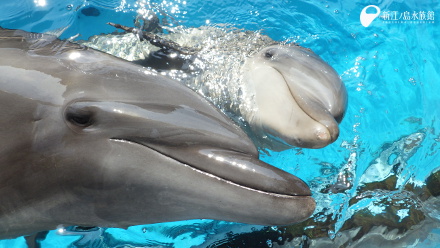 17 09 14 赤ちゃんイルカ 元気いっぱいです 新江ノ島水族館