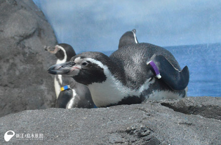 フンボルトペンギン「グット」