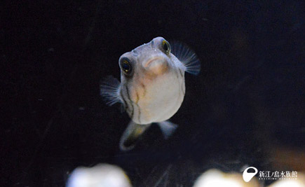 17 10 25 キッズ水槽が可愛い 新江ノ島水族館