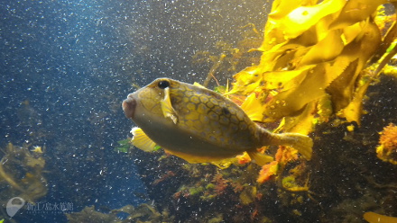 17 10 31 ハコフグを探せ 新江ノ島水族館