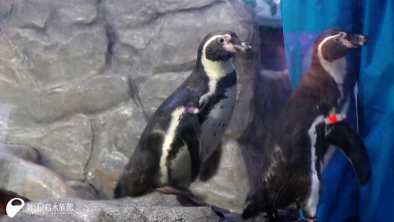 フンボルトペンギン「グット」