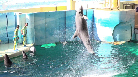 バンドウイルカ「ミレニー」