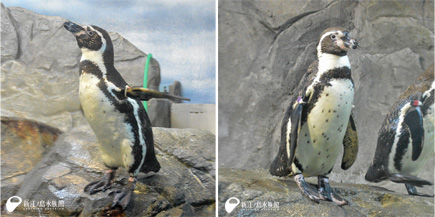 フンボルトペンギン「コハク」（左）と「グット」（右）