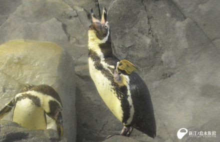 フンボルトペンギン「サン」