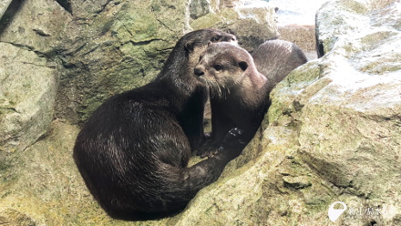 「ヨモギ」「ミサキ」