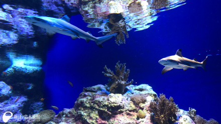 18 05 21 ツマグロ生まれました 新江ノ島水族館