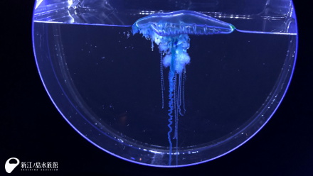 18 05 25 カツオノエボシの魅力その1 体の構造 新江ノ島水族館