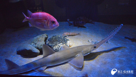 18 05 31 ノコギリザメ お前ってやつは 新江ノ島水族館