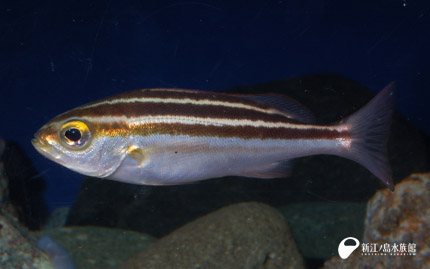 18 06 29 相模湾旬の魚図鑑 その6 イサキ 新江ノ島水族館