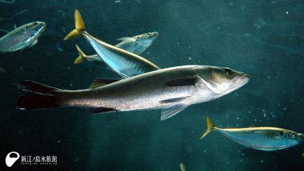 18 07 31 相模湾旬の魚図鑑 その7 スズキ 新江ノ島水族館