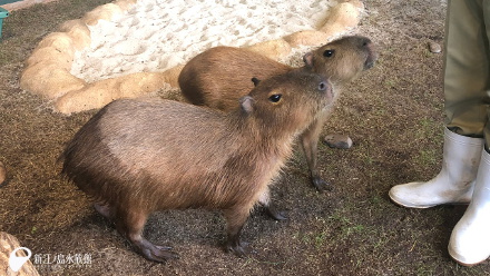 18 08 11 オニテンジクネズミ 新江ノ島水族館