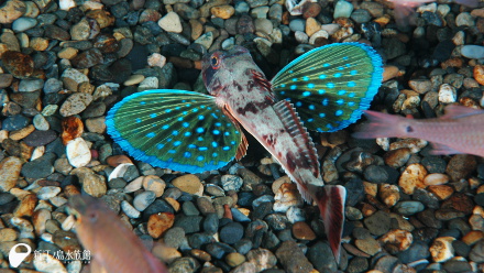 18 09 27 魚の胸鰭に注目 えのすいトリーター日誌 新江ノ島水族館