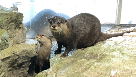 「カワウソ～木漏れ日のオアシス～」オープン