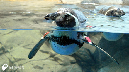 フンボルトペンギン「ルビー」