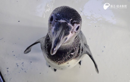 フンボルトペンギン「ナイス」