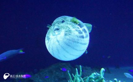 19 05 05 とつぜん膨らんじゃった 新江ノ島水族館