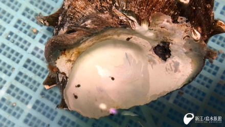 オスが世話をしている卵が入った貝殻（オスは貝殻の中の奥深くにいます）。 貝殻についたゴマみたいなものが孵化した稚魚です。