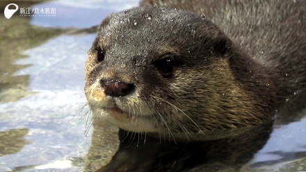 コツメカワウソ「ヨモギ」