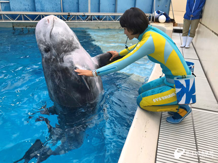 ハナゴンドウ「ビーナ」